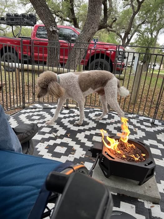 A dog beside the campfire, with the red truck beyond the campsite fence