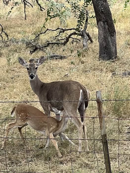 A doe and fawn beside the campsite